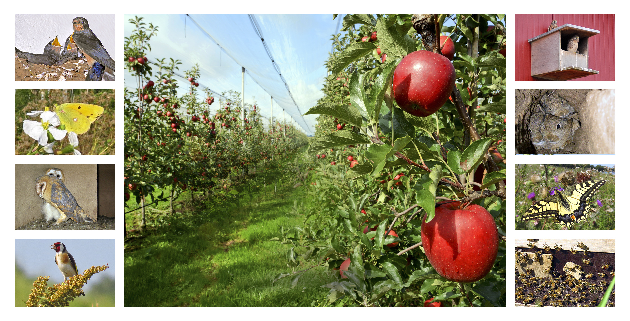 Jour Fixe - Führung durch die Obstplantage