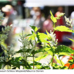 Museum Schloss Moyland - GartenLeben und Kräuterfest 29.-31.5.2026