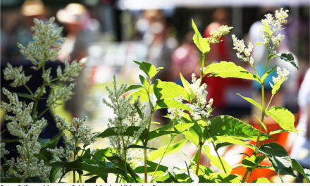 Museum Schloss Moyland – GartenLeben und Kräuterfest 29.-31.5.2026