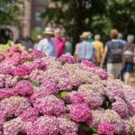 Museum Schloss Moyland - Wochenende 4./5.7.2026 MOYLAND BLÜHT