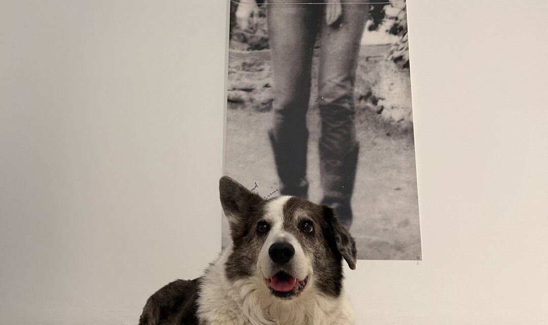 Führung Hund trifft Kunst